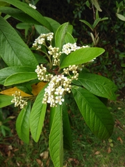 Cotoneaster × watereri