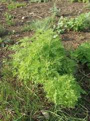 Artemisia abrotanum
