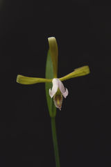 Cleistesiopsis bifaria