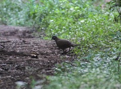 Starnoenas cyanocephala