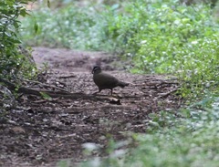 Starnoenas cyanocephala