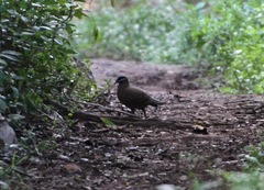 Starnoenas cyanocephala