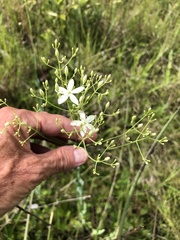 Sabatia macrophylla