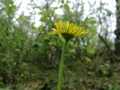 Doronicum plantagineum