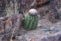 Melocactus curvispinus