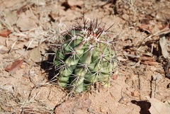 Melocactus curvispinus