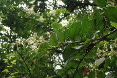 Ligustrum liukiuense