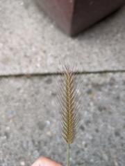 Hordeum secalinum
