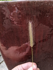 Hordeum secalinum