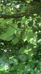Rubus phoenicolasius