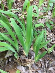 Iris cristata