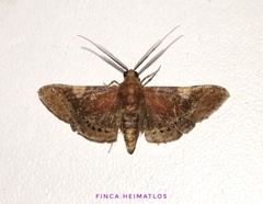 Aplogompha