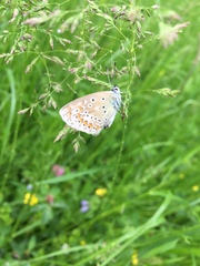 Polyommatus icarus