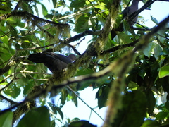 Patagioenas plumbea