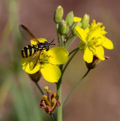Chrysotoxum intermedium