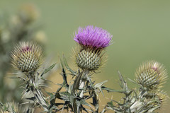 Cirsium rhaphilepis