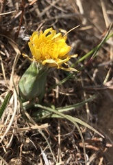 Takhtajaniantha subacaulis