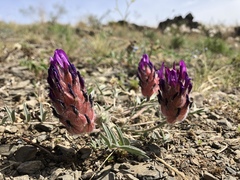 Astragalus laguroides