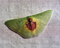 Nemoria astraea