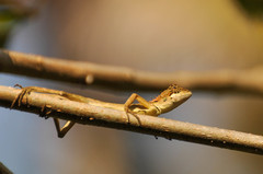 Monilesaurus ellioti