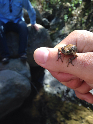 iNaturalist observation photo of Pacific chorus frog
