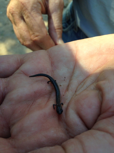 iNaturalist observation photo of Black-bellied Slender Salamander