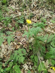Doronicum plantagineum