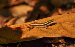 Sphenomorphus dussumieri