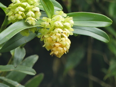 Epidendrum renilabium
