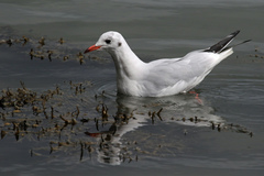 Chroicocephalus ridibundus
