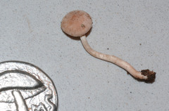 Collybia bakerensis