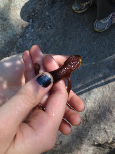 iNaturalist observation photo of California Newt