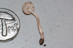 Collybia bakerensis
