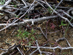 Lepidium africanum divaricatum