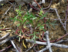Lepidium africanum divaricatum