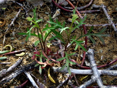 Lepidium africanum divaricatum