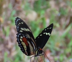 Elzunia humboldt