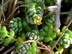 Crassula corallina