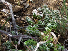 Crassula corallina