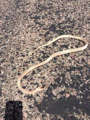 Masticophis flagellum