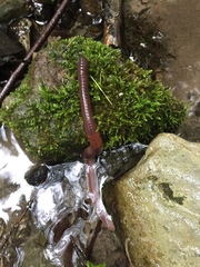 Lumbricus terrestris
