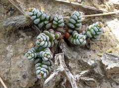 Crassula corallina
