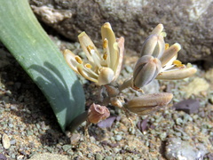 Albuca unifolia