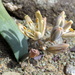 Albuca unifolia - Photo 由 Gigi Laidler 所上傳的 (c) Gigi Laidler，保留部份權利CC BY-NC