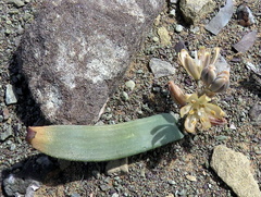 Albuca unifolia