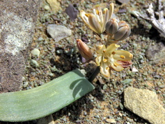 Albuca unifolia