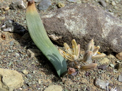 Albuca unifolia