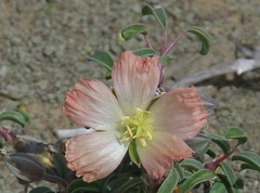 Monsonia salmoniflora