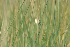 Polystictus pectoralis