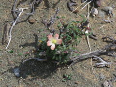 Monsonia salmoniflora